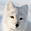 Arctic_Fox