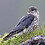 Merlin7