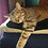 Steven_Thibert